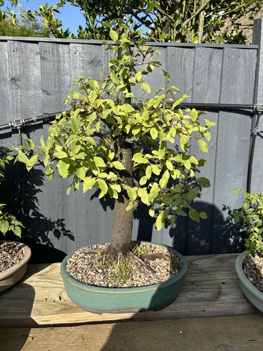 Prunus ceresfila yamdori - prunus,