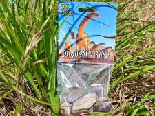 Fossilized triceratops