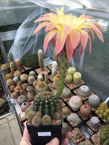 Fresh cactus seed x15 - fresh,