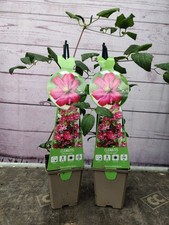 2 x Clematis Ville de Lyon 9cm