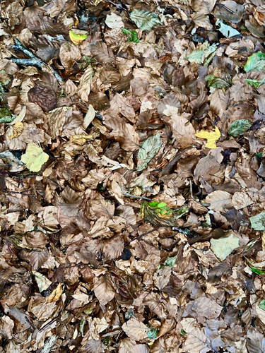 Wild leaf litter - wild,