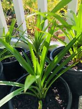 2 X PANDAN LEAF PLANTS ( 2