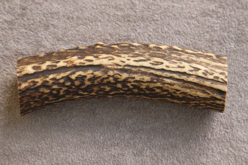 Real red deer - deer, antler