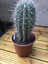 (S25) Pachycereus Pringlei Large Cactus Plant