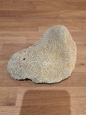 Brain coral fossil - brain,