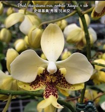 Phalaenopsis Stuartiana Var