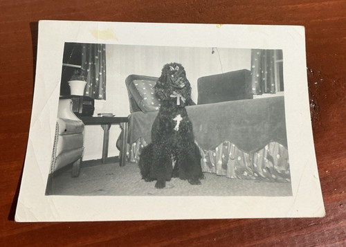 Vintage snapshot photo - snapshot, black