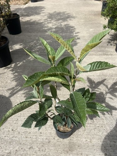 Eriobotrya japanese loquat - eriobotrya/japanese,