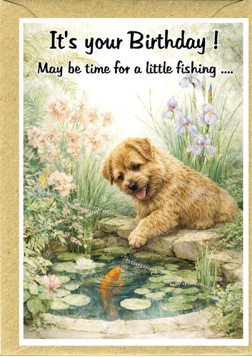 Norfolk terrier dog - terrier,