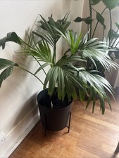 Large Kentia Palm Healthy Extra Large Black Metal Planter Pot On Stand
