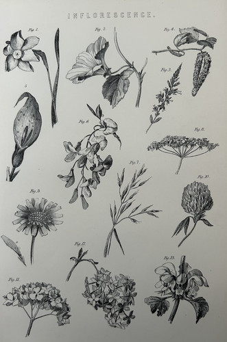 Antique print botanical - antique,