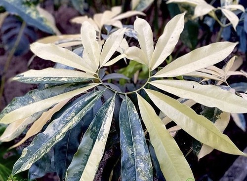 Rare variegated - ❌rare, ❌variegated