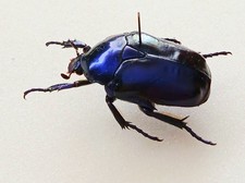 Torynorrhina Flammea Blue Form