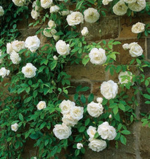 CITY OF YORK White English