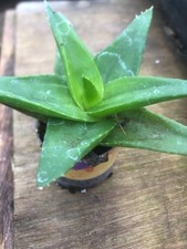 small indoor succulent plant