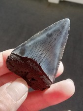 Great White Shark Tooth Fossil