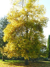 TULIP TREE -LIRIODENDRON
