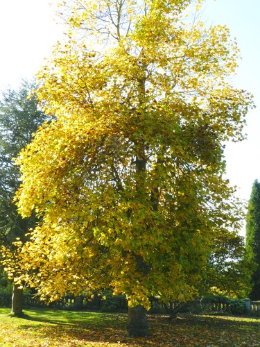 Tulip tree liriodendron - tulip,