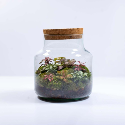 Large fittonia terrarium ready - terrarium,