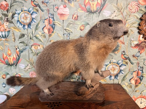 Vintage taxidermy groundhog - taxidermy,
