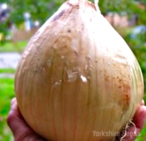 Jumbo sweet spanish onion - sweet,