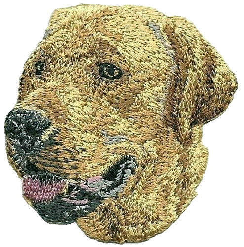 Golden labrador retriever dog - golden,