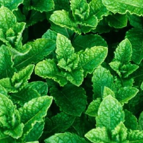 Organic garden mint - organic,