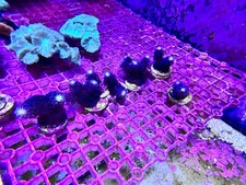 ??Purple Stylophora Stylo Milka SPS Coral Frag Reef??