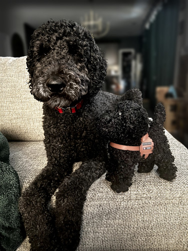 Plush service dog doodle - plush,