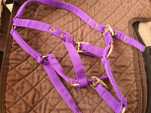 Purple foal headcollar - purple,