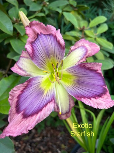 Daylily hemerocallis seeds - daylily/hemerocallis, x