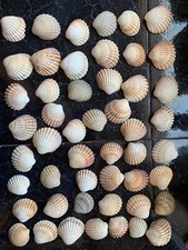 50 Large cockle shells 40 - 60mm crafting - wedding - Arts - Jewellery making