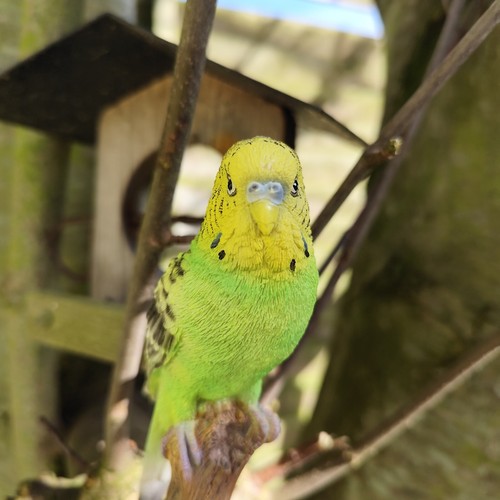 Vivid arts green budgie - green, home