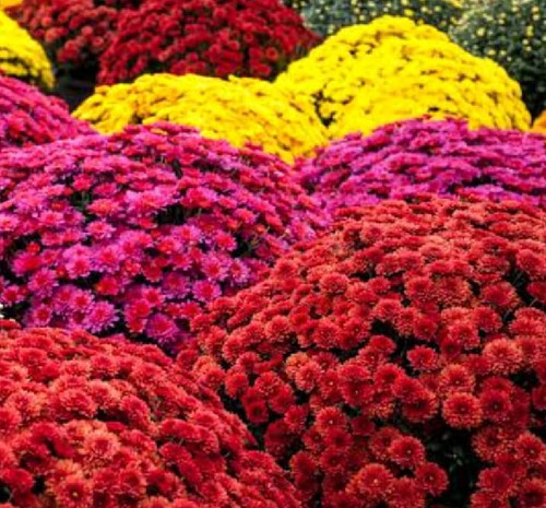 Chrysanthemum indicum double