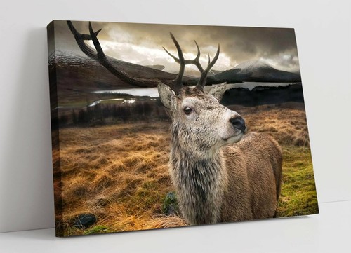 Stag large canvas wall - stag, 2
