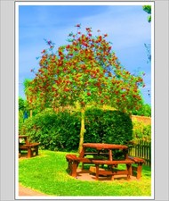 Down By The Riverbank A4 Print