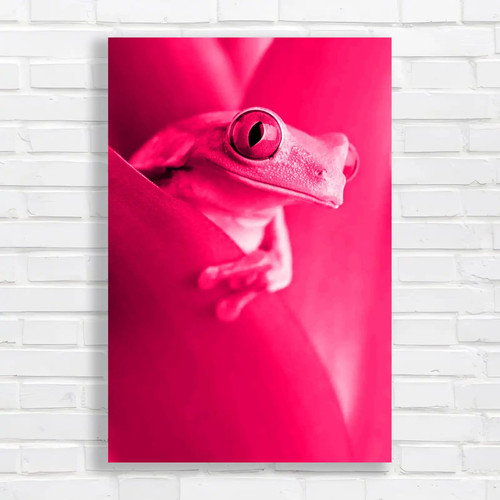 Eye frog closeup - eye, of