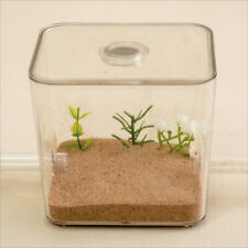 Ant Farm Formicarium Outworld Ant Housing Ant Nest Small Ant Setup Best Ants UK