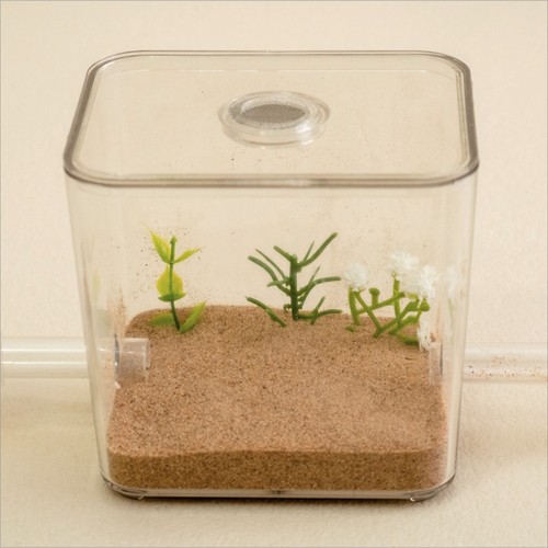 Ant farm formicarium outworld - formicarium,