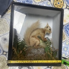 Taxidermy Squirrel Sciurus