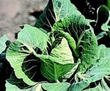 6  X  CABBAGE POINTED     MINI