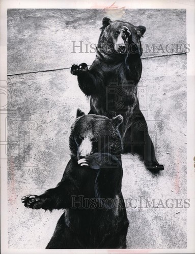 1965 press photo grizzly - grizzly, bears