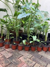 Arum (Calla) Lily, Zantedeschia aethiopica, Bare Rooted Plant x 3