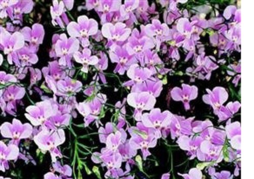 Bedding lobelia mini - ,