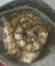 Ammonite highly polished with - ,