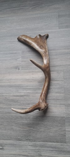 Genuine fallow deer - genuine,