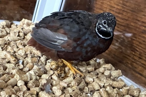Chinese painted button quail - 6,