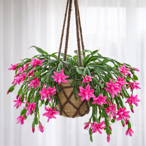 Christmas cactus - christmas,