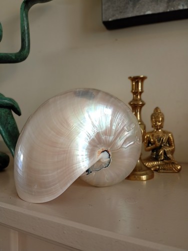 Rare chambered nautilus - rare,