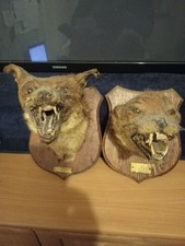 antique very old taxidermy pair of foxes head mounted on wooden plaques stamped